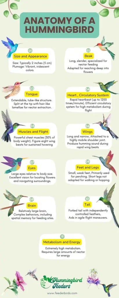 Anatomy of a Hummingbird