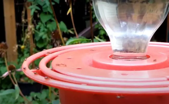 You are currently viewing How To Keep Ants Out Of Hummingbird Feeders? Effective Strategies