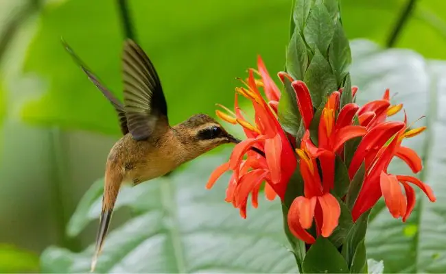 Read more about the article How To Attract Hummingbirds to Yard? A Guide To Creating a Hummer Haven