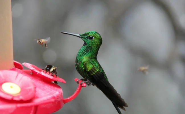 Read more about the article How To Keep Bees Away from Hummingbird Feeders? Best Remedies