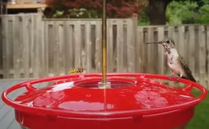 Read more about the article How to Keep Wasps Away from Hummingbird Feeders? Know the Tested Ways