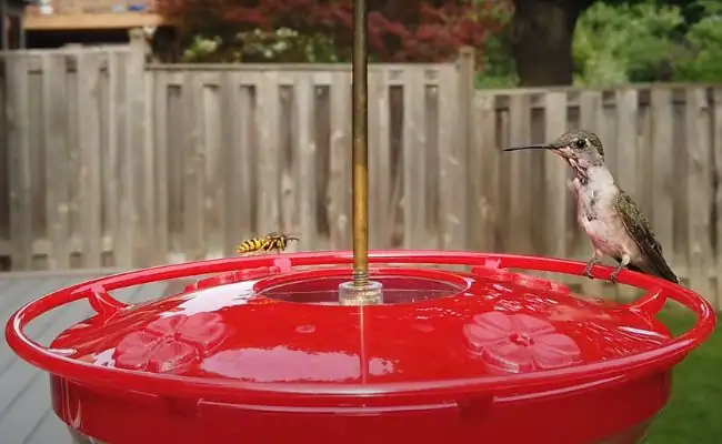 How to keep wasps away from hummingbird feeders