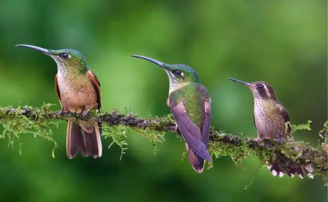 You are currently viewing 53 Hummingbird Species | Comprehensive Guide About the Facts of Flying Jewels