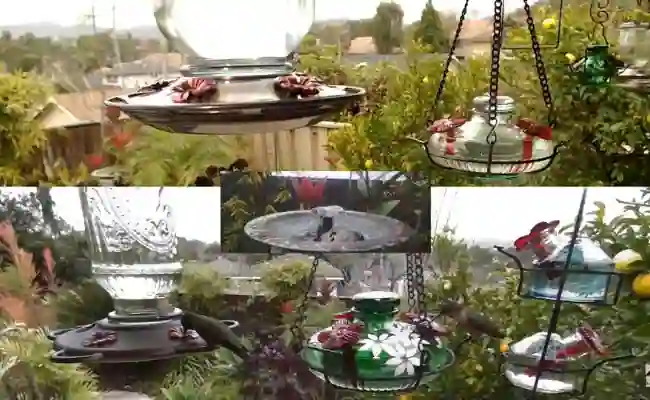 Read more about the article Where to Place Hummingbird Feeders? Strategic Guide