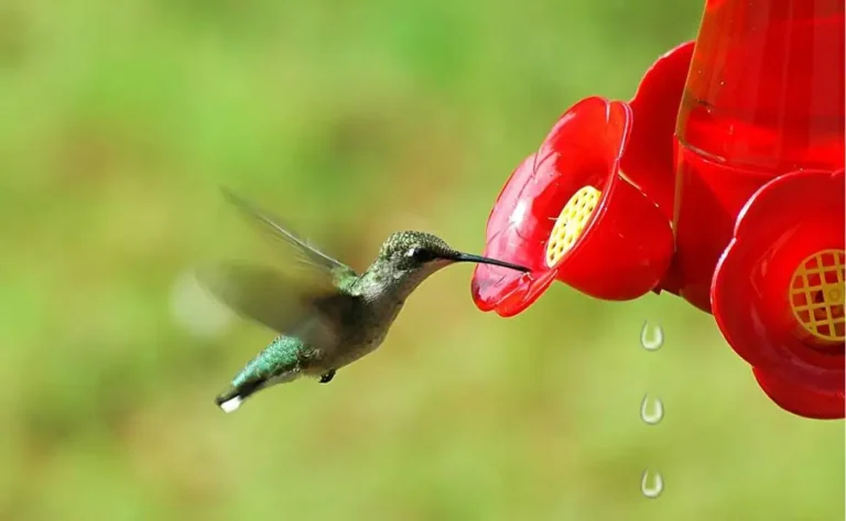 Why do hummingbird-feeders leak