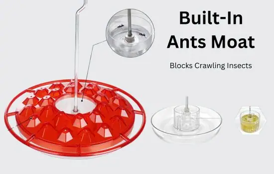 Ants Moats to Keep Ants Away from Hummingbird Feeders