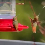 Facing Hummingbirds Fight Over Feeder? Ultimate Guide to Ensure Harmony