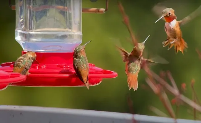 Hummingbirds Fight Over Feeder