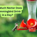 How Much Nectar Does a Hummingbird Drink in a Day?