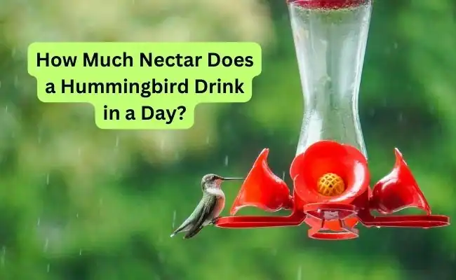 Read more about the article How Much Nectar Does a Hummingbird Drink in a Day?