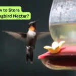 How to Store Hummingbird Nectar?