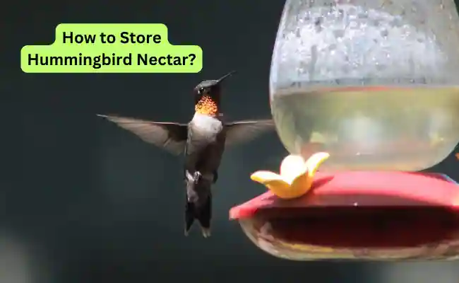 Read more about the article How to Store Hummingbird Nectar?