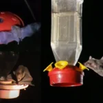 Protect Hummingbird Feeders from Bats Safely & Effectively