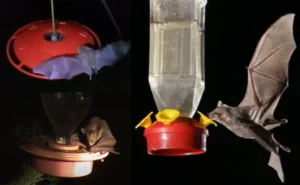 Read more about the article Protect Hummingbird Feeders from Bats Safely & Effectively