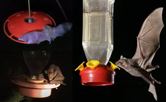 Protect-Hummingbird-Feeders-from-Bats