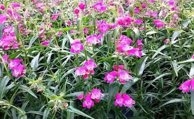 Beardtongue (Penstemon)