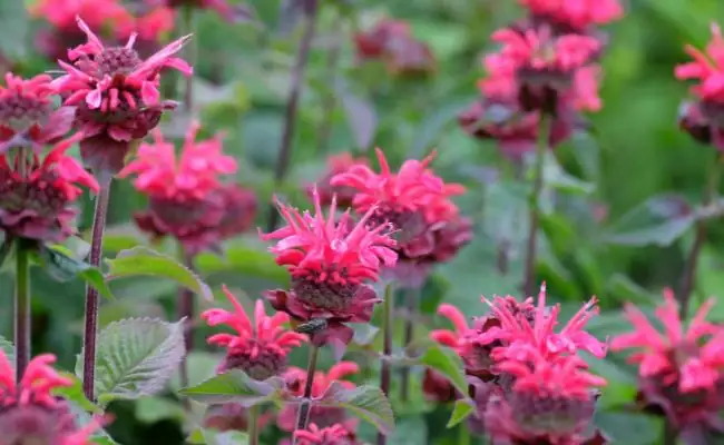 Bee Balm (Monarda didyma)