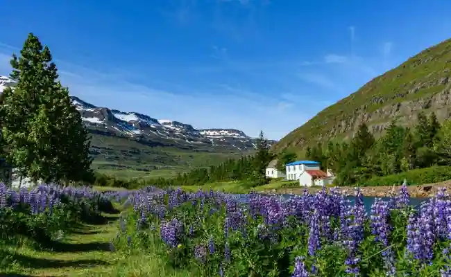Blue Lupine (Lupinus perennis)