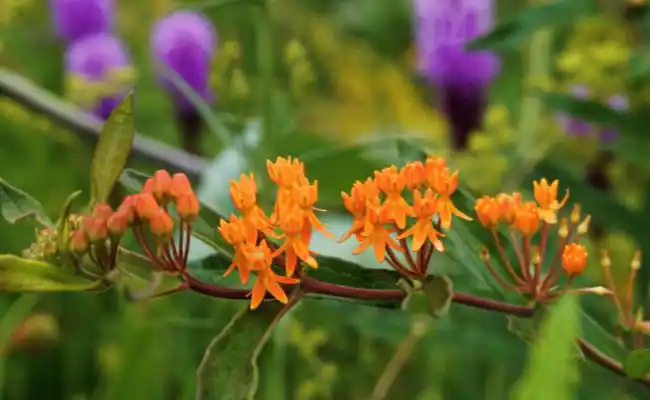 Butterfly milkweed (Asclepias Tuberosa)