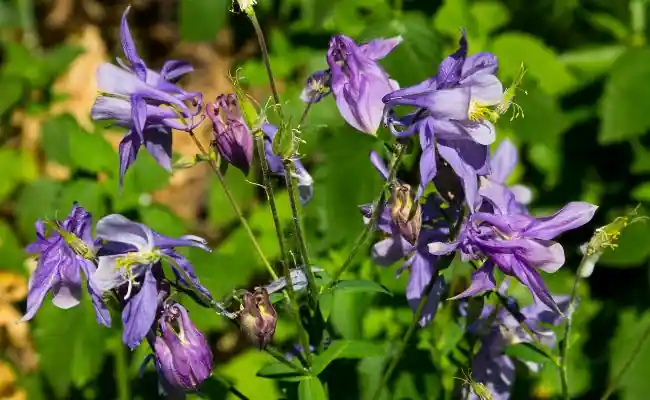 Common Columbine (Aquilegia Vulgaris)