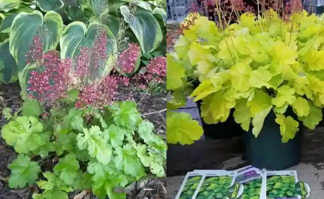 Coral Bells (Heuchera spp)