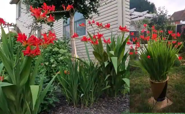 Crocosmia 'Lucifer'