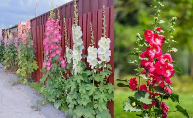 Hollyhocks (Alcea)