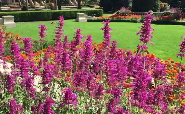 Hummingbird Mint (Agastache cana)