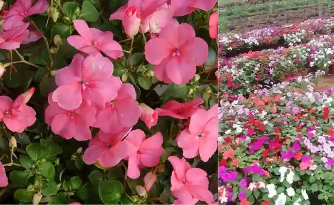 Impatiens Lucy (Impatiens walleriana)