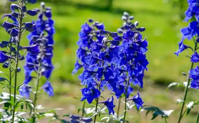Larkspur (Delphinium)