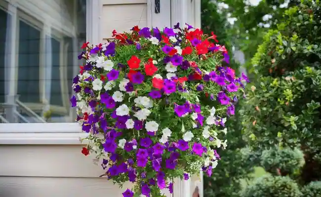 Petunia (Petunia spp.)
