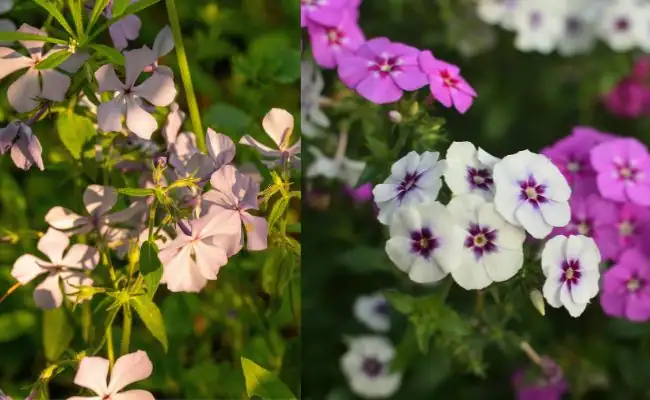 Phlox Plant