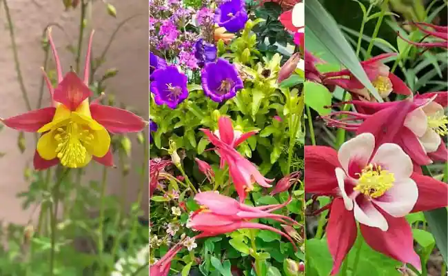 Red Columbine - Aquilegia Canadense