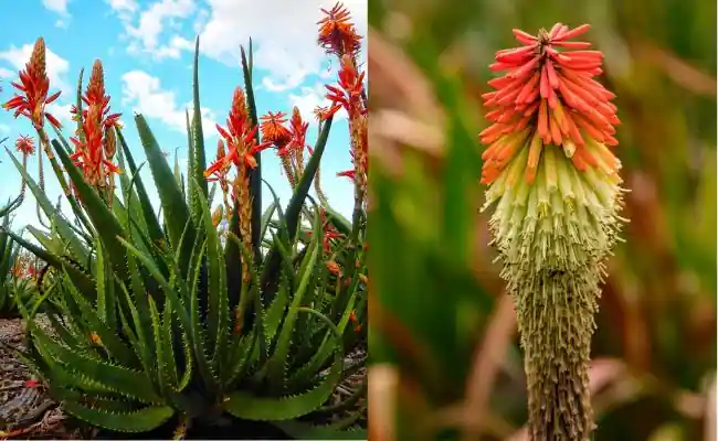 Red hot pokers ( Kniphofia)