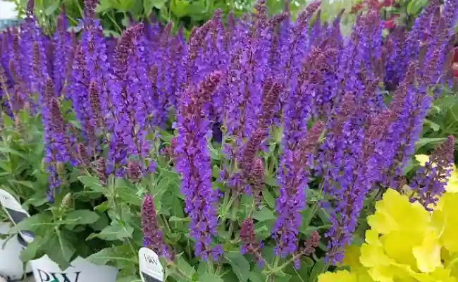 Salvia (Salvia Nemorosa)