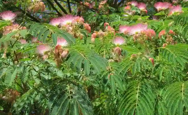 Silk Tree (Albizia Julibrissin)