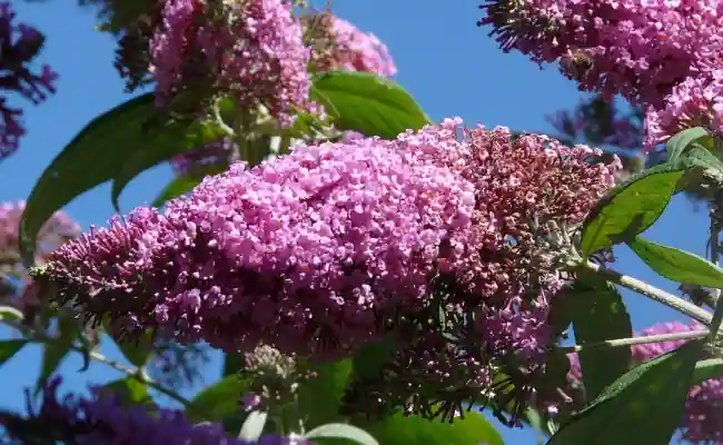 Butterfly Bush