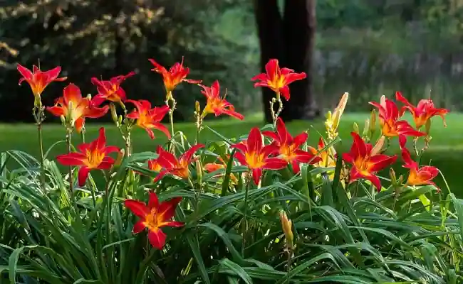 Daylily