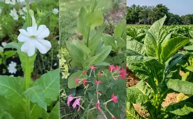Flowering Tobacco