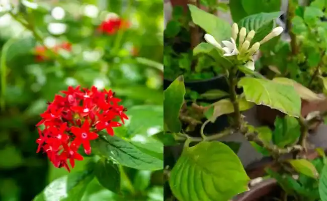 Pentas Lanceolata