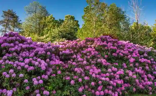 Rhododendron