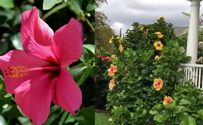 Rose of Sharon