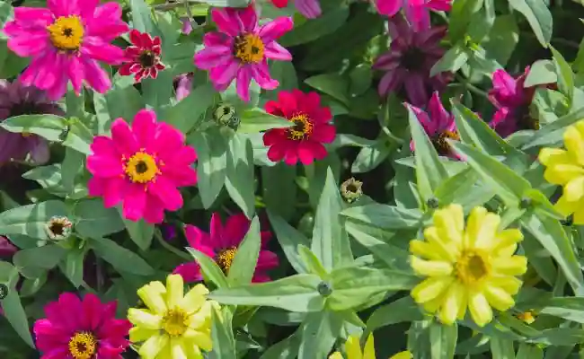 Zinnia