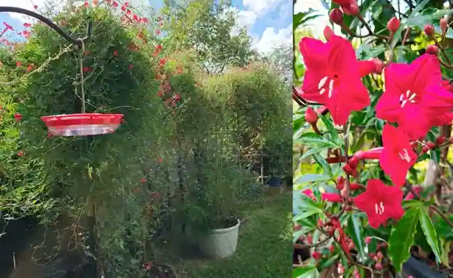 Cardinal-Climber