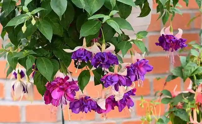 Fuchsia-Flower