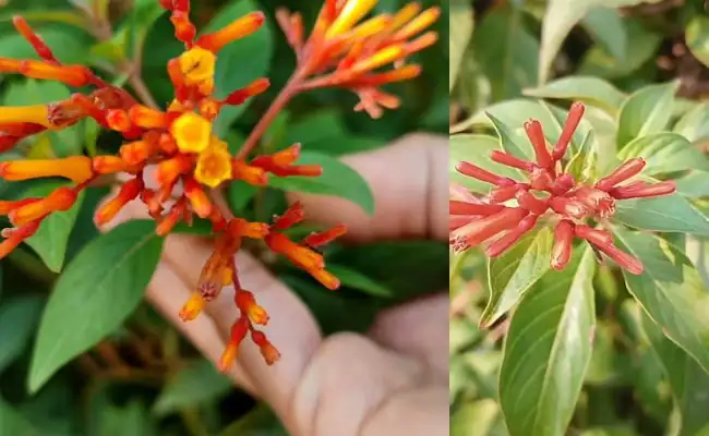Hummingbird Bush Plant and Flowers