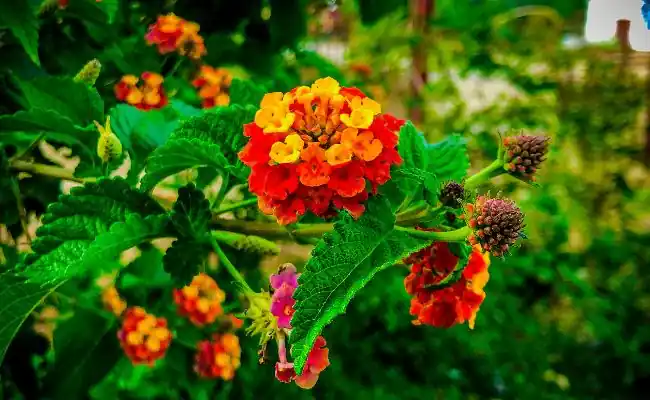 Lantana-Flower
