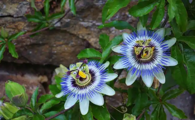 Passionflower