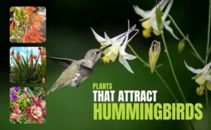 Read more about the article Plants that Attract Hummingbirds to My Garden