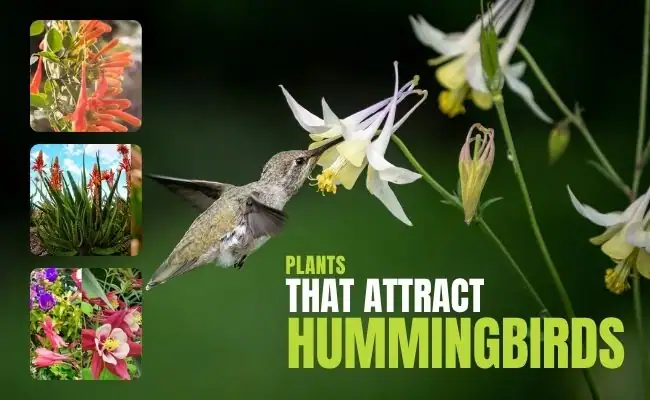 Plants That Attract Hummingbirds